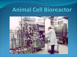 Check spelling or type a new query. Animal Cell Bioreactor Ppt Download