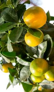To know when to spray fruit trees, you first need to know what threatens the tree and when the threat is active. Calamondin Care Pruning Watering Diseases And Pests For Indoor Growth