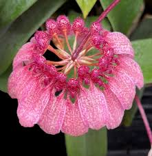Image result for Bulbophyllum comatum