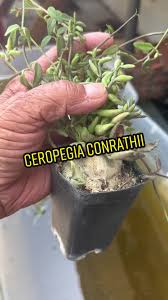 Image result for Ceropegia conrathii