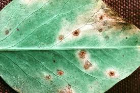 Image result for Teramnus uncinatus