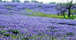 Bluebonnet flower shop, san antonio, texas. Garden Bluebonnets And Lupines With Love Rural Intelligence