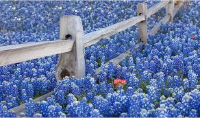 We did not find results for: Make Room For The Indian Paintbrush