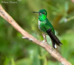 Black Bird With White Tipped Wings And Tail Brilliant Hummingbird Rufous Vented Whitetip Hummingbird Are Named After Their White Tipped Tails Shown I Bird Watching Gifts Bird Hummingbird