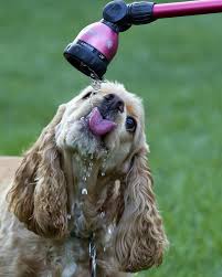 amerikanskij koker spaniel foto predannyj i krasivyj drug lovkij ohotnik kot pes shenki spanielya spaniel shenki