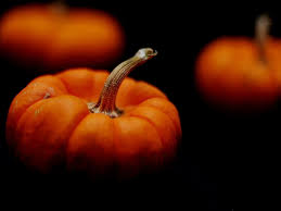 A unique community with something for everyone! Free Download Pumpkin Wallpaper Background Hd Wallpaper Background Desktop 1280x960 For Your Desktop Mobile Tablet Explore 74 Pumpkins Wallpapers For Desktop Free Pumpkin Wallpaper Halloween Pumpkin Wallpaper Hd Pumpkin Wallpaper