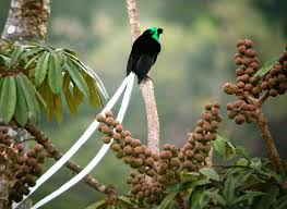 Cendrawasih Astrapia Ribbon Tailed Astrapia Mayeri Jpg 1024 747 Kus Dekorasyon Elisleri
