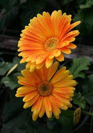 So Stranicy Pinterest Discover And Save Beautiful Flowers Flower Pictures Amazing Flowers