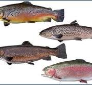 Four trout varieties that are stocked in local waters | CAI