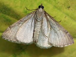 Image result for Aplocera efformata