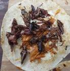 Chapulines Crunchy Tacos