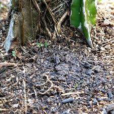 We did not find results for: Using Ashes In The Garden Fertilizer And Slug Repellant