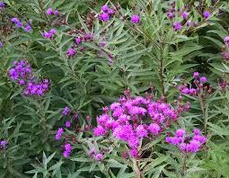 Image result for Vernonia purpurea