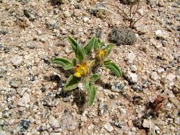 Image result for Adenolobus pechuelii