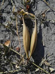 Image result for Orthanthera jasminiflora