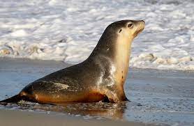 Australian Sea Lion Neophoca Cinerea Australia S Only Endemic Pinniped The Australian Sea Lion Is Sparsely Dis Sea Lion Pinniped Australian Native Animals