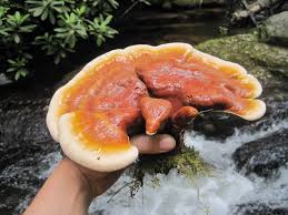 Image result for Ganoderma tsugae