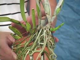 But that's just not true for much of this enormous plant family! When To Repot Your Orchids Youtube