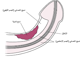 خلل الانتصاب قضايا صح ة الرجال دليل msd الإرشادي إصدار الم ستخد م