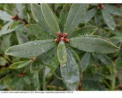 Image result for Myricaceae