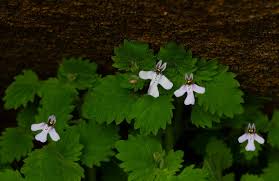 Image result for Diclis