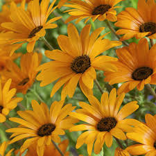 Image result for Dimorphotheca