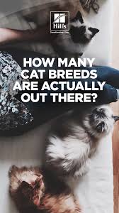 How Many Cat Breeds Are There Hill S Pet Cat Breeds Funny Cats And Dogs Cute Cats And Kittens