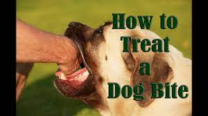 Check spelling or type a new query. Dog Bite Wounds How To Treat A Dog Bite Youtube