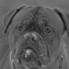 Beginn der läufigkeit (vorhitze, proöstrus): Ab Wann Darf Eine Hundin Gedeckt Werden