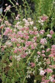 Image result for Eriospermum roseum