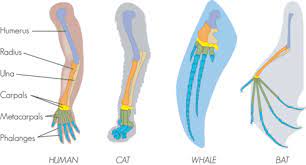 0%0% found this document useful, mark this document as between anatomical 3 features and comparative anatomy? Comparative Anatomy Read Biology Ck 12 Foundation