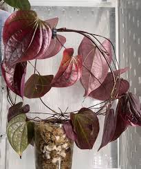 Image result for Dioscorea schimperiana