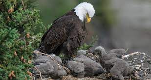 Sep 24, 2020 · lifespan: Bald Eagle Range Map All About Birds Cornell Lab Of Ornithology