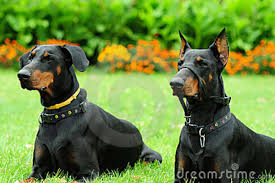 Dobermans with their natural ears can help the. Doberman Without Ears Cut Shefalitayal