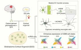 Sydney Dumont (she/her) (@SydneyDDumont)