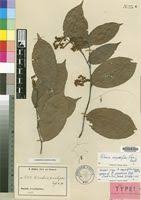 Image result for Rinorea angustifolia