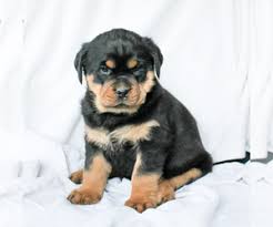 Find rottweiler puppies for sale with pictures from reputable rottweiler breeders. Puppyfinder Com Rottweiler Puppies Puppies For Sale Near Me In East Earl Pennsylvania Usa Page 1 Displays 10