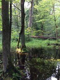 Im laufe der zeit wurde der urwald allmählich abgeholzt, es verblieb ein unberührter rest auf dem territorium von belarus und polen, zwischen dem heute die staatsgrenze beider länder verläuft. Ecotourismus De Der Letzte Urwald Europas Auf Der Suche Nach Wisenten Im Bialowieza Nationalpark