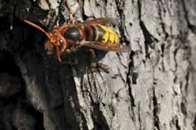 Mittel gegen wespen müssen nicht teuer oder hochgiftig sein. Insekten Was Hilft Gegen Wespen Brigitte De