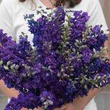 Pin On Flowers To Grow From Seed
