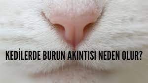 kedilerde burun akintisi neden olur kedi rehberi