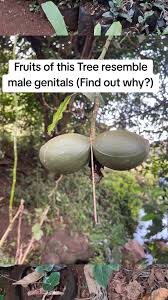 Image result for Cylicomorpha parviflora