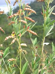 Image result for Pearsonia cajanifolia