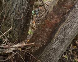 Tips for removing it including wearing proper clothes to protect your skin and what not to do with ivy growing overhead. How To Get Rid Of Poison Ivy Mike S Backyard Nursery