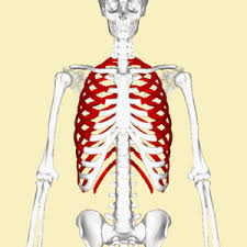 In most tetrapods ribs surround the chest enabling the lungs to expand sternum area anatomy pictures body maps. Rib Facts For Kids