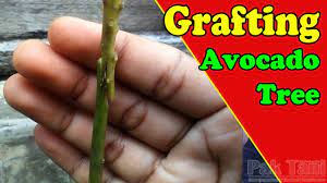 Soaking the pit for a few minutes in some water first will make this task. How To Grafting Avocado Trees By Grafting Examples Youtube