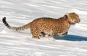 .бюджетное учреждение «объединенная дирекция государственного природного биосферного заповедника «кедровая падь» и национального парка «земля леопарда» им. Pryzhok Leoparda