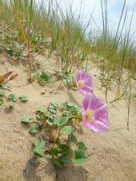 Image result for Convolvulus goyderi