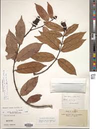 Image result for Motandra paniculata