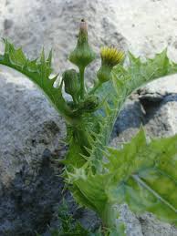 Image result for Sonchus asper